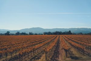 Napa, United States