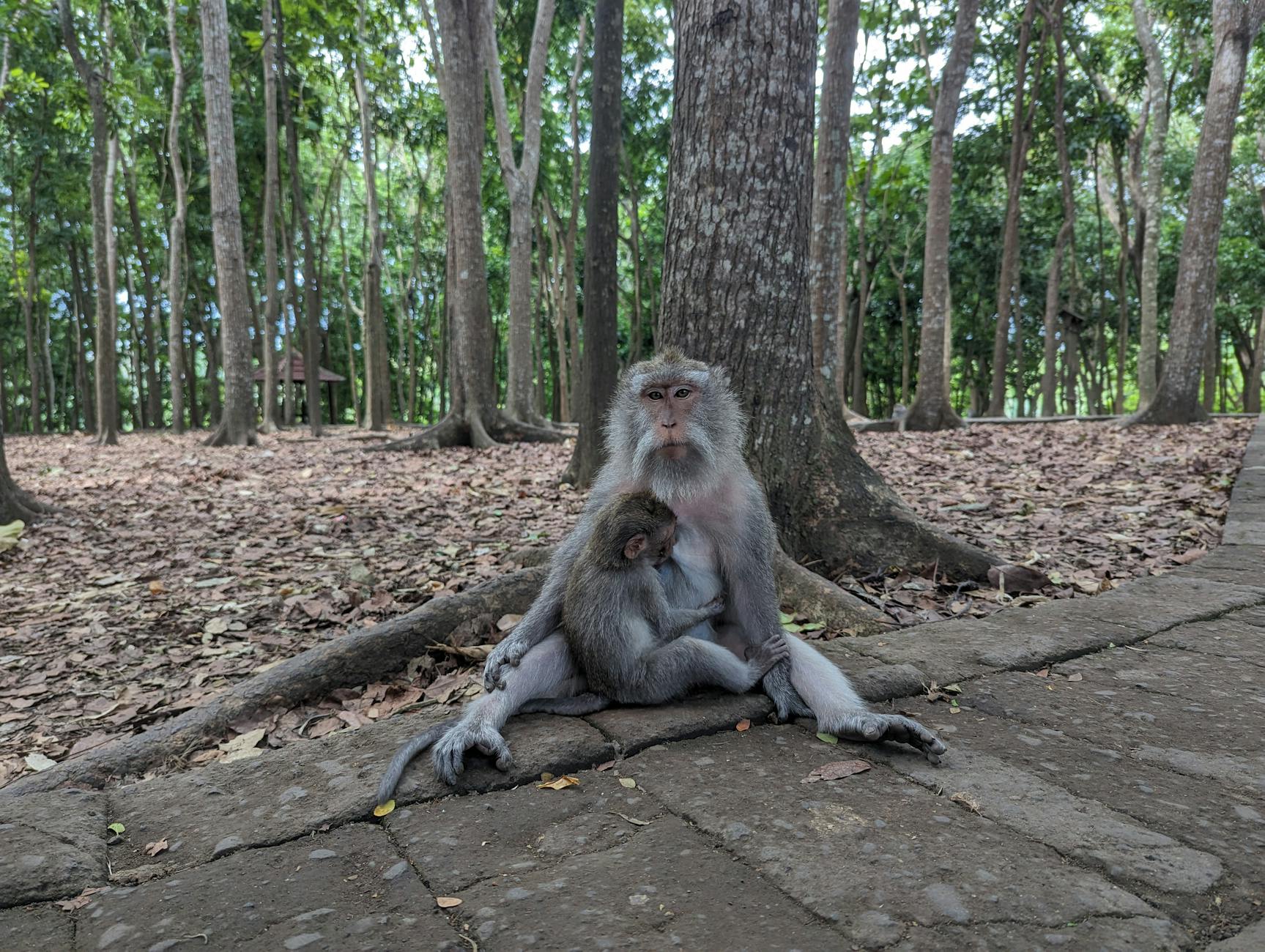 What This Page Helps You Decide in Ubud, Indonesia